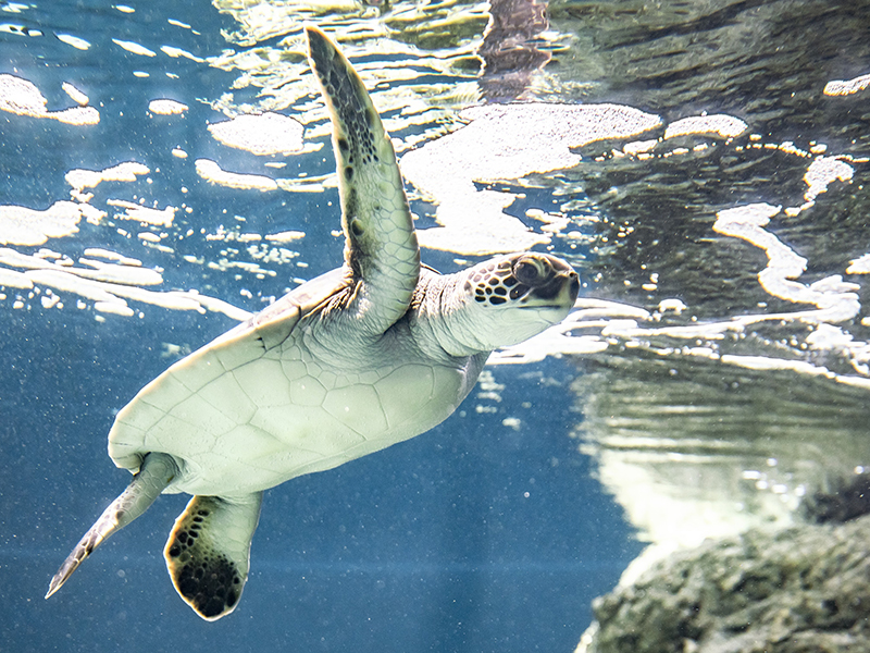 葛西臨海水族園　アオウミガメ