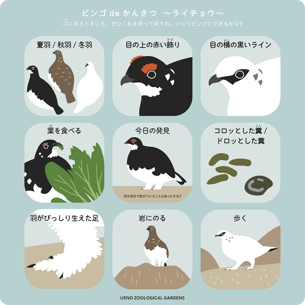 3×3の合計9マスのマス目のビンゴ。各マス目には、ライチョウの行動などが描かれている