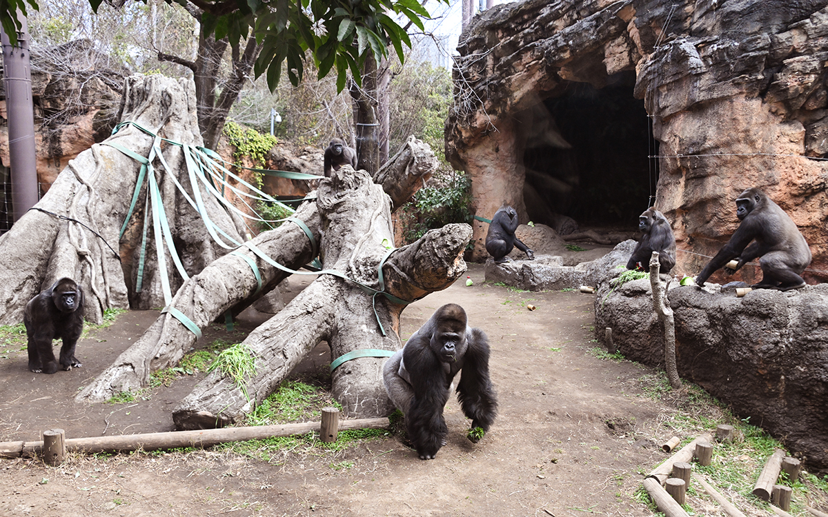 上野動物園のニシローランドゴリラの群れ（2026年3月9日撮影）
