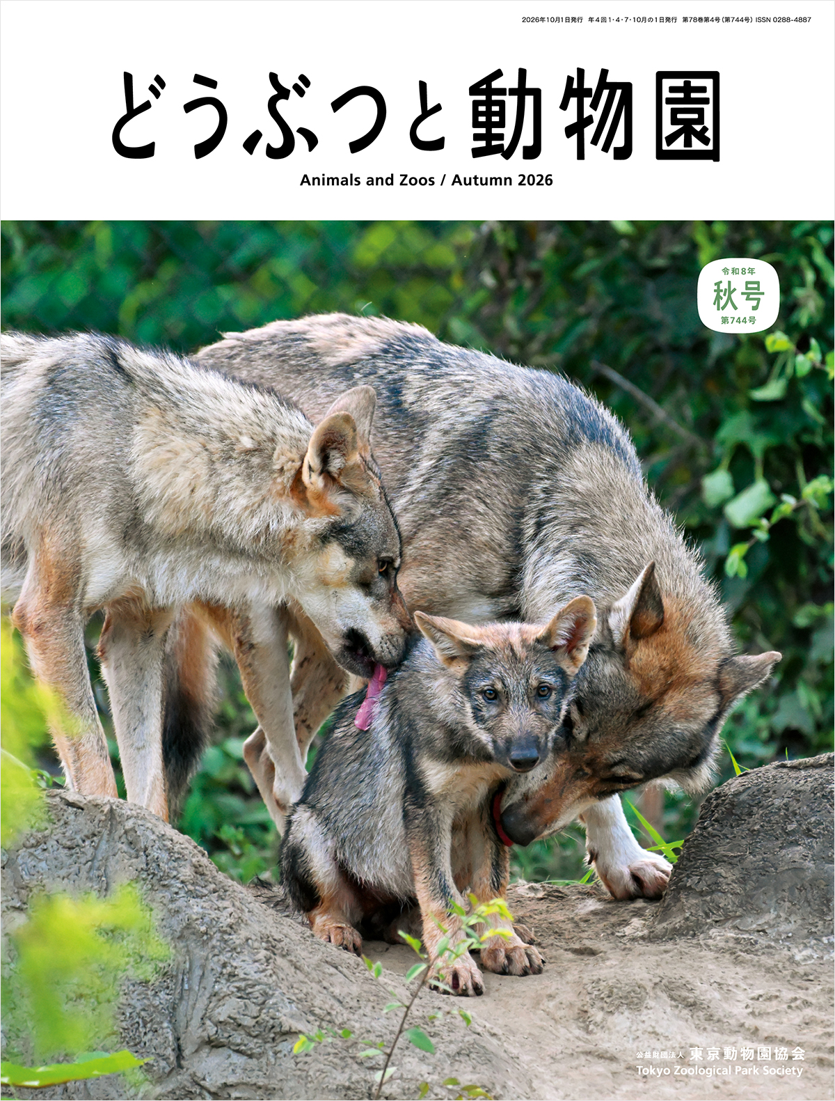 雑誌表紙。上部に雑誌タイトル「どうぶつと動物園」。その下に、タイリクオオカミの大人が2頭と子どもが1頭いる