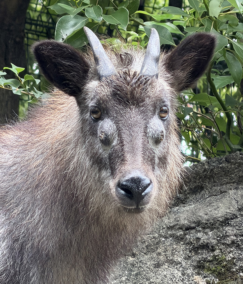 上野動物園で飼育しているニホンカモシカ