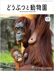 オランウータン