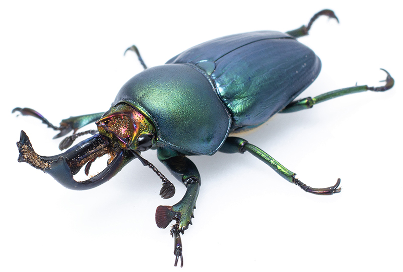 メタリックグリーン色のオス