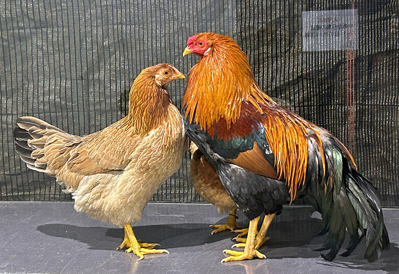 比内鶏（ヒナイドリ） （2026年1月5日撮影）