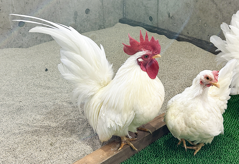 矮鶏（チャボ）