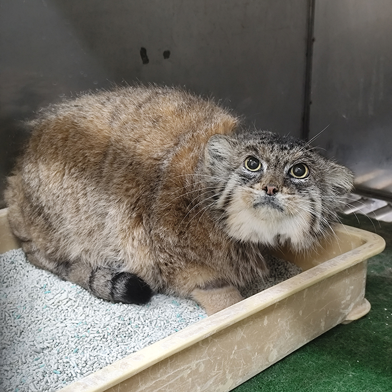 管理エリアで飼育している「プリ―ムラ」のようす（2026年1月11日撮影）