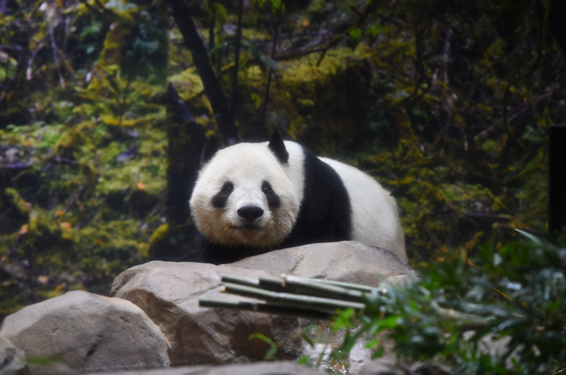 シャオシャオ（1671日齢） （撮影日：2026年1月19日）