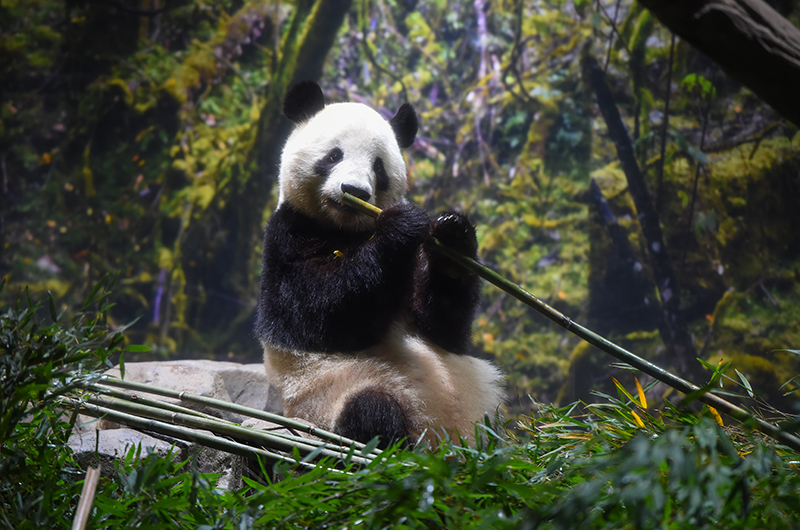 シャオシャオ（1671日齢） （撮影日：2026年1月19日）