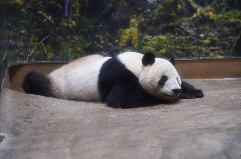 シャオシャオ（1671日齢） （撮影日：2026年1月19日）