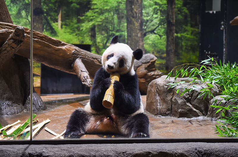 レイレイ（1671日齢）（撮影日：2026年1月19日）