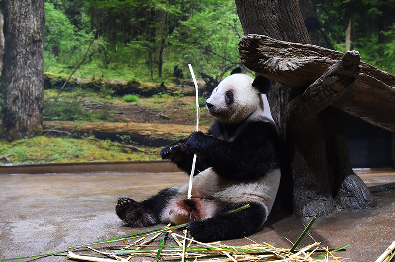 レイレイ（1671日齢）（撮影日：2026年1月19日）