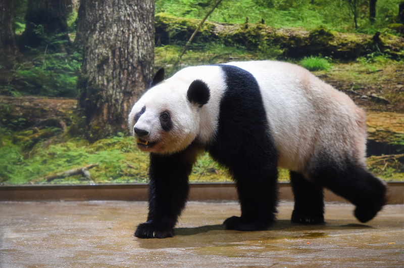 レイレイ（1671日齢）（撮影日：2026年1月19日）