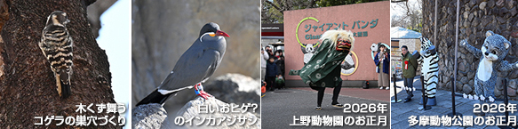 動画サムネイル4点