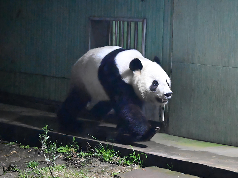 シャオシャオ（提供：中国ジャイアントパンダ保護研究センター）