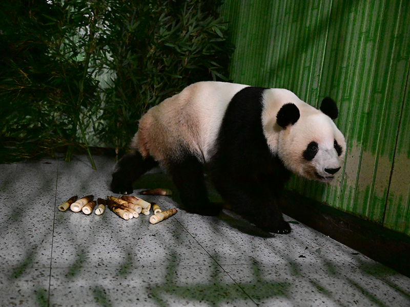 レイレイ（提供：中国ジャイアントパンダ保護研究センター）