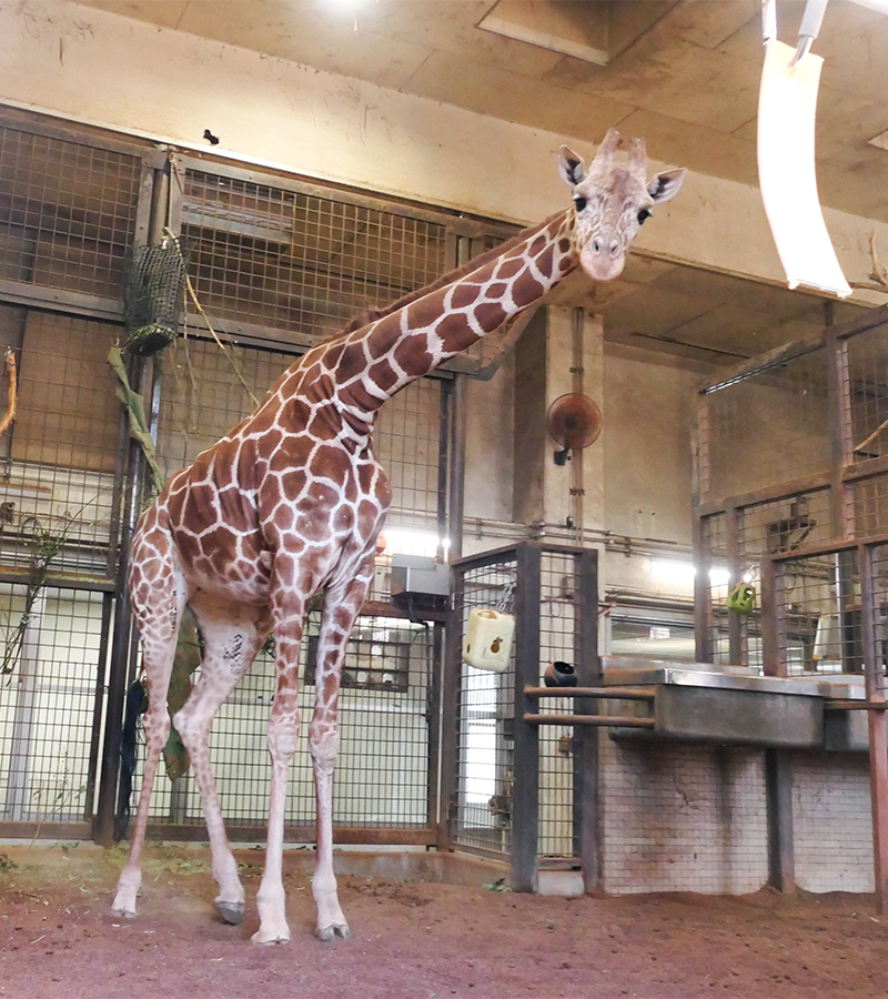 キリン「ヒカリ」（2026年1月31日撮影）