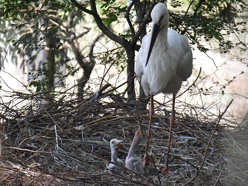 ニホンコウノトリ