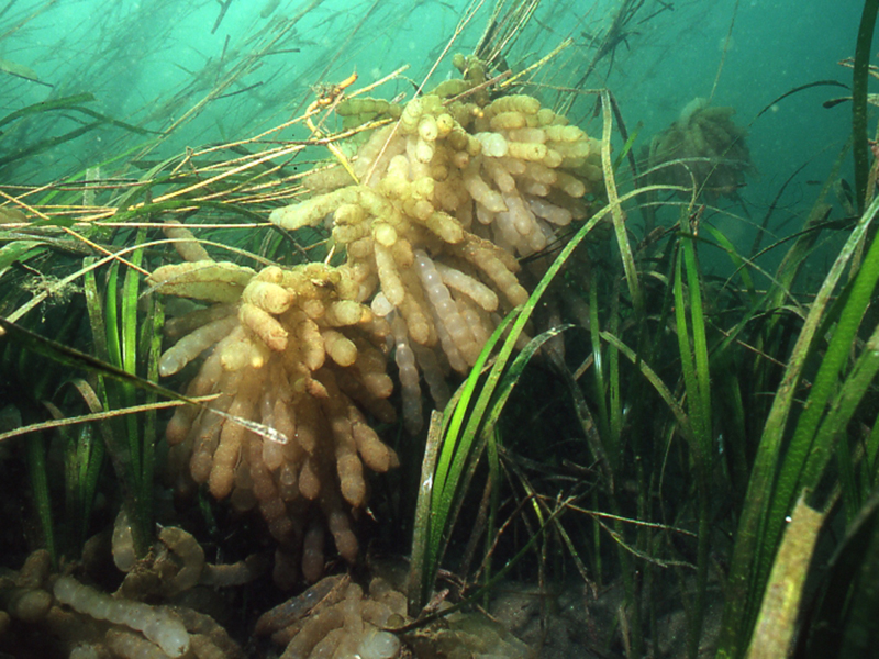 アマモに産みつけられたアオリイカの卵