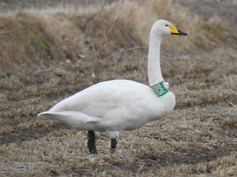 ロガーを装着したオオハクチョウ