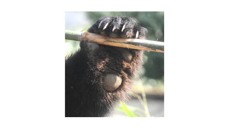 パンダの「第六の指」