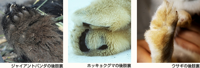 ジャイアントパンダ・ホッキョクグマ・ウサギの後肢裏