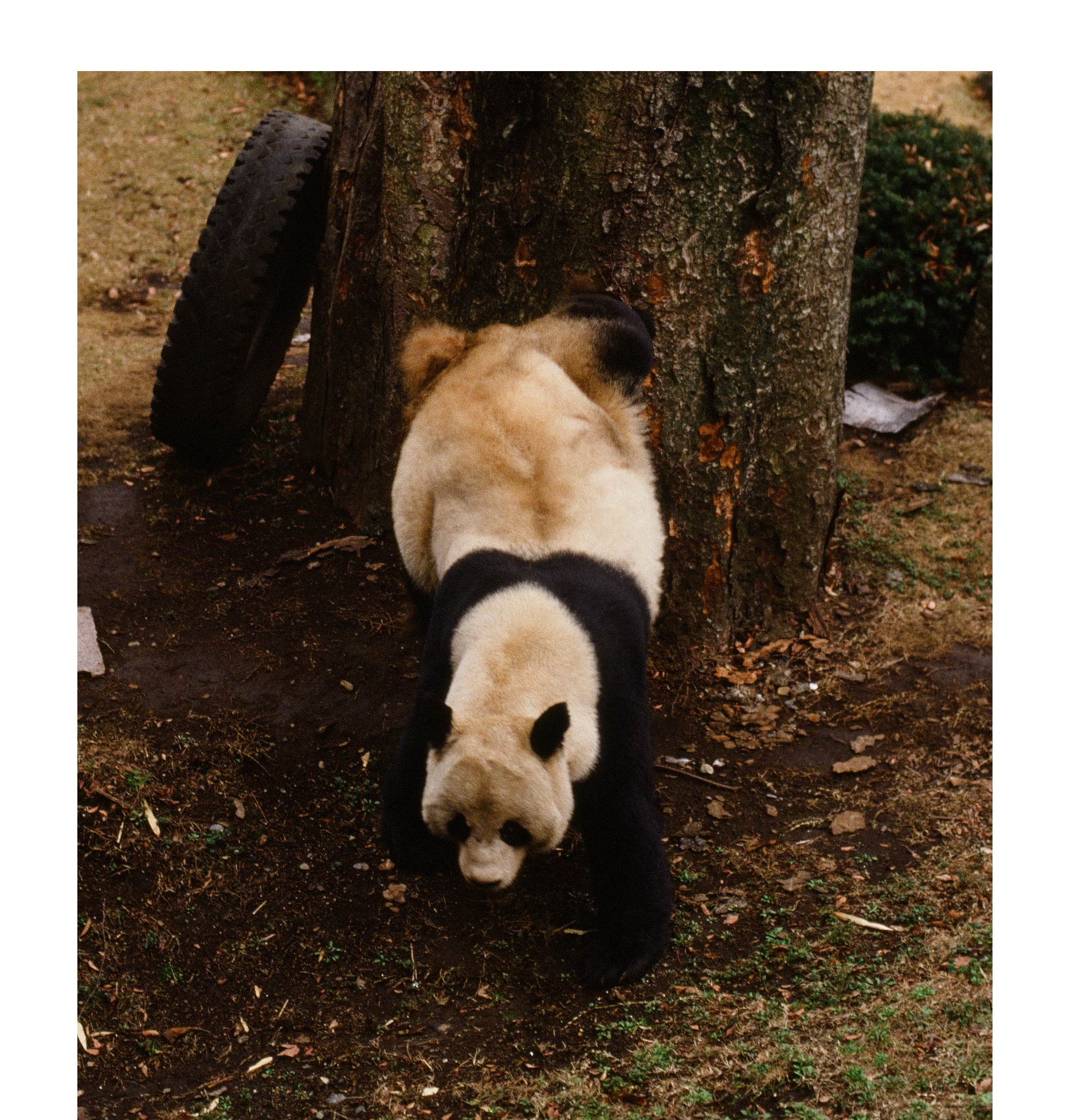 フェイフェイ（オス）の逆立ち「においづけ」