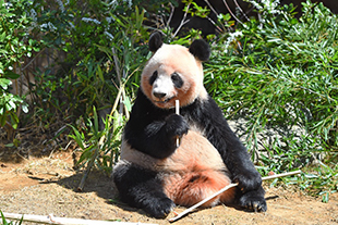 ジャイアントパンダ