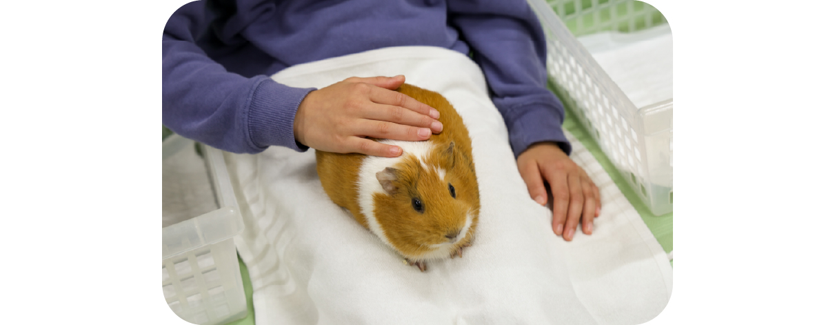 モルモットふれあいプログラム