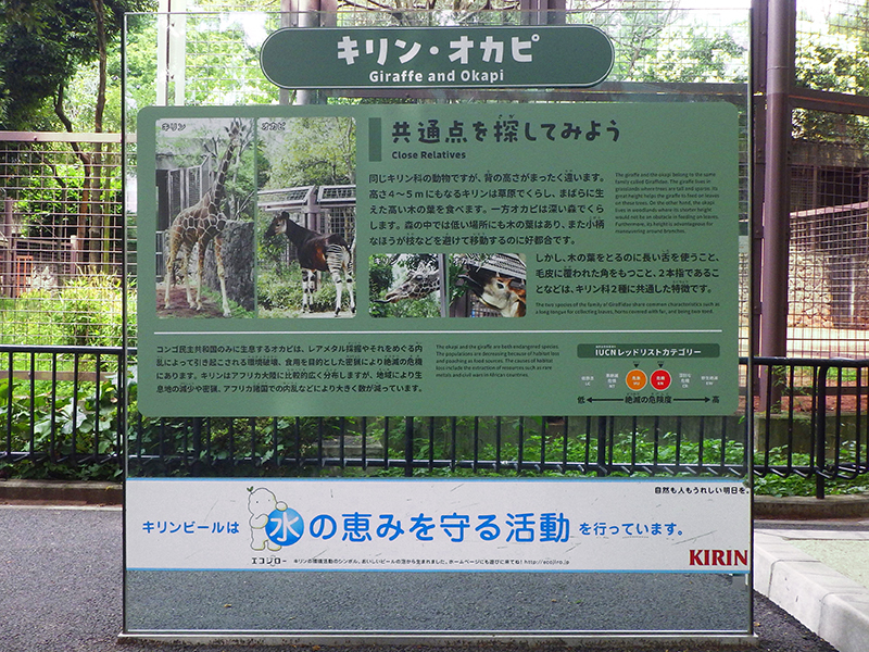キリンのいる場所の前に設置した解説ボード。キリンとオカピについて写真と文章で解説が書かれている