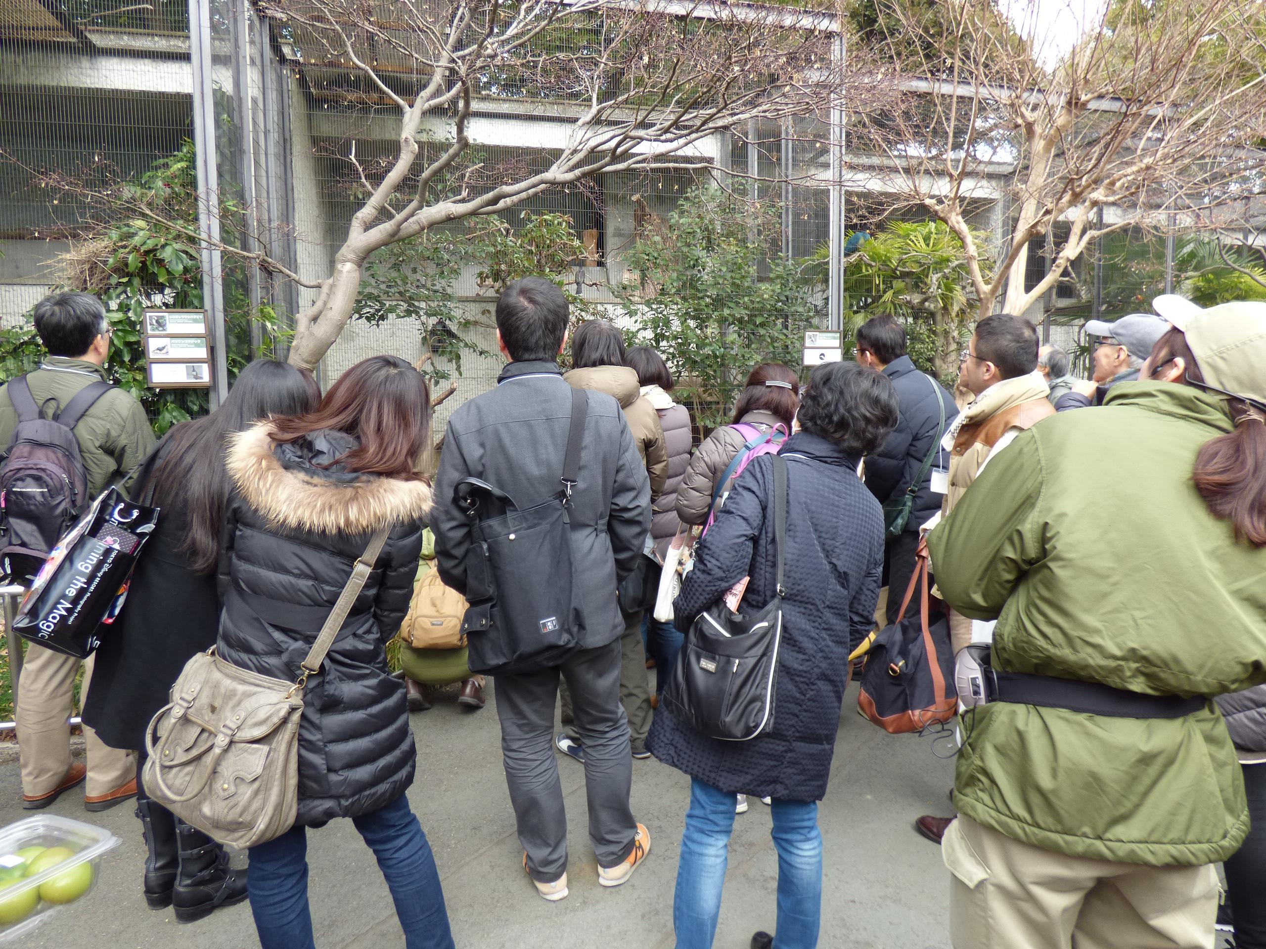 カンムリシギダチョウ