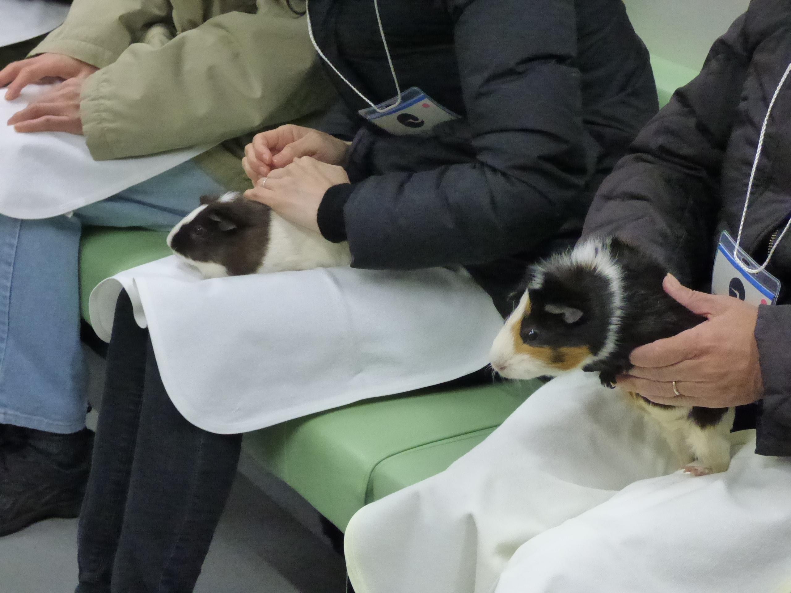 モルモットふれあい