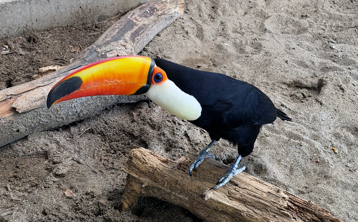 室内で砂地の上にいるオニオオハシ1羽。アンバランスなほど嘴が大きい。嘴は黄色からオレンジ色をしており先端近くには黒い模様がある。