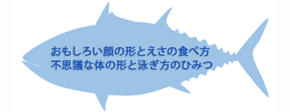 おもしろい顔の形とえさの食べ方　不思議な体の形と泳ぎ方のひみつ
