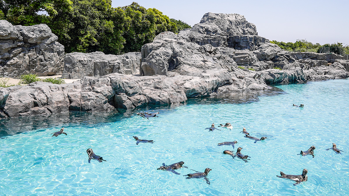 ペンギンボランティアのようす