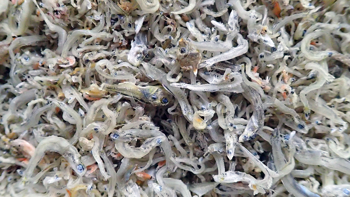 しらす探偵団のようす