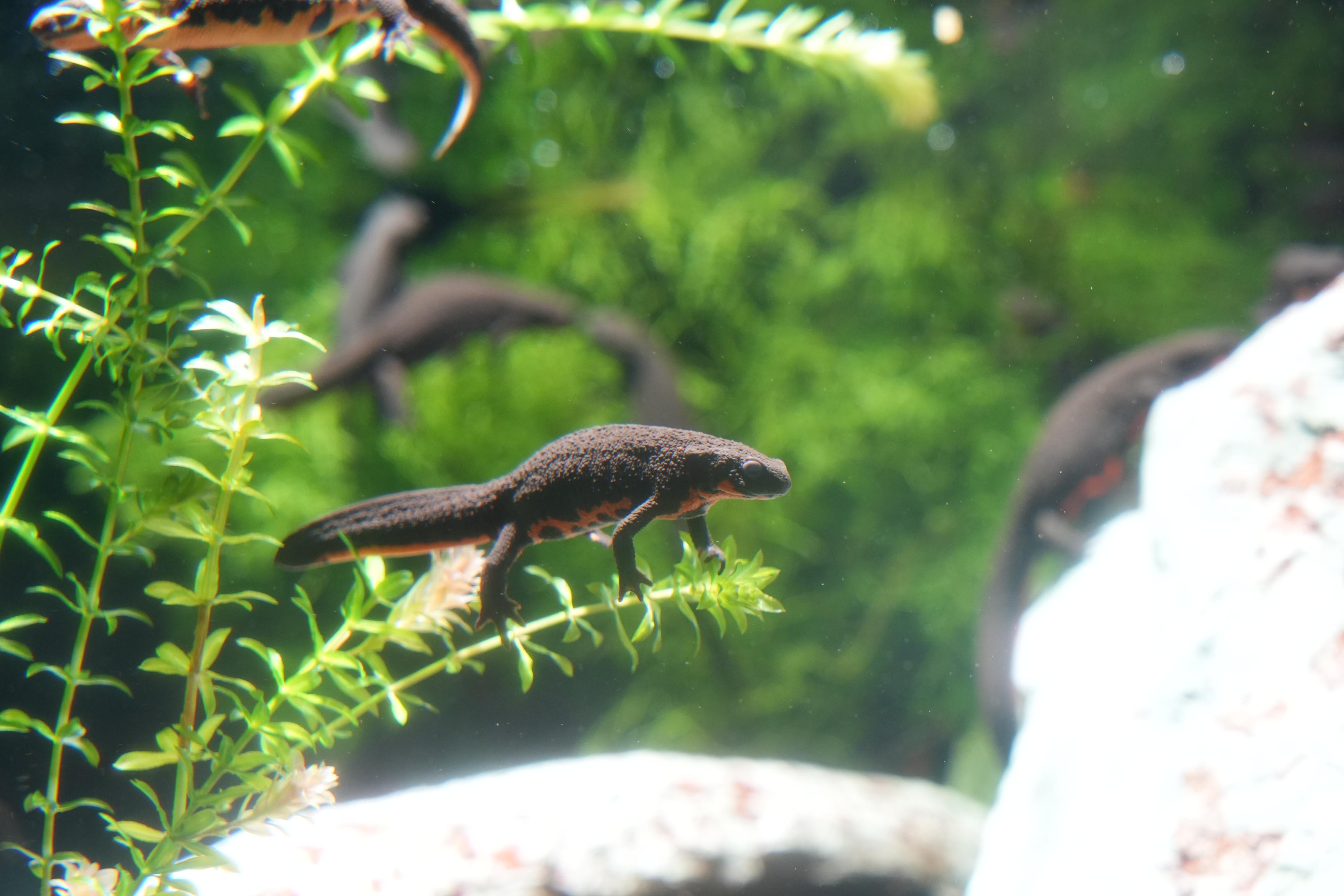 野生生物保全への貢献