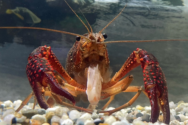 えさを食べるザリガニ。体は鮮やかな赤色。大きなハサミが特徴