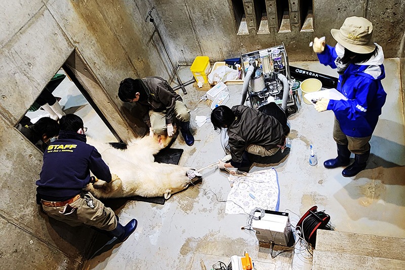 麻酔で眠るホッキョクグマのまわりにはたくさんのスタッフのすがた