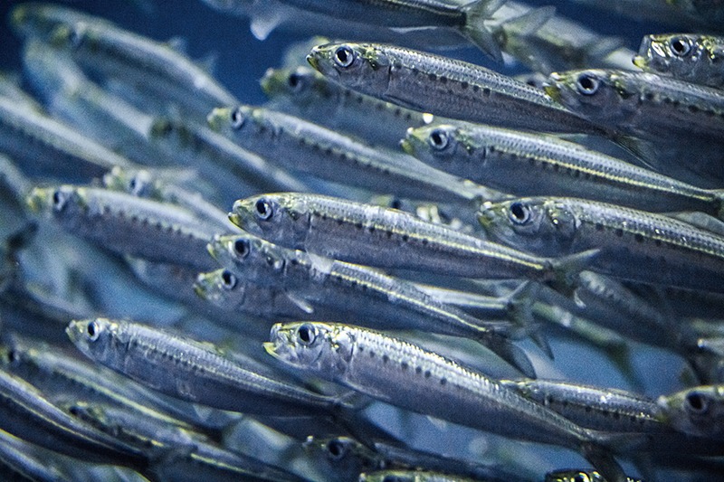 マイワシの群れ。みなが同じ方向を向き、泳いでいる
