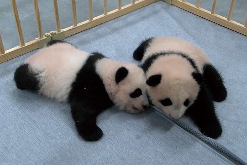 双子のジャイアントパンダ、シャオシャオとレイレイの赤ちゃんの頃の写真。2頭で寝転がり顔を寄せている