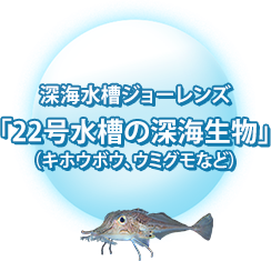 深海水槽ジョーレンズ「22号水槽の深海生物」