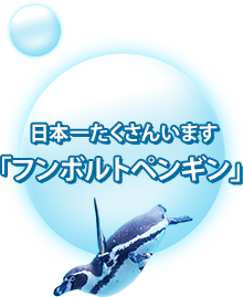 日本一たくさんいます「フンボルトペンギン」