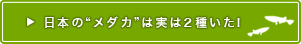 メダカはどんなところにすんでいるの?