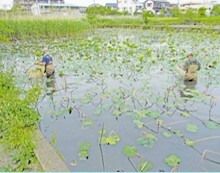 メダカ調査の様子