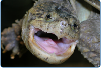 カミツキガメ