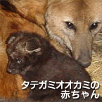 タテガミオオカミの赤ちゃん