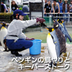 ペンギンの餌やりとキーパーズトーク