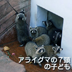 アライグマの７頭の子ども