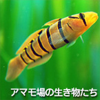 アマモ場の生き物たち