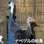 ナベヅルの幼鳥